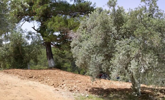 zeytin ağacı , ölmez ağacı