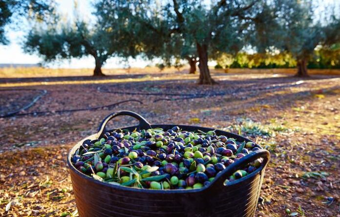siyah ve yeşil zeytin