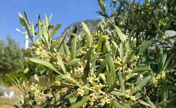 zeytin yaprağından çay yapmak